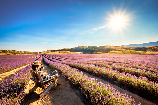 Landscape image of a young tourist sits and enjoying the sunshine at Lavender Farm in New Zealand. Popular tourist destination and attraction in south island. Traveller relaxes during holiday.