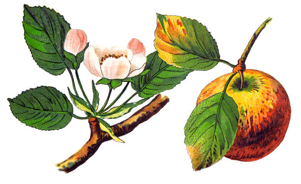 Illustration of a An apple (pirus malus) is a sweet, edible fruit produced by an apple tree (Malus pumila)