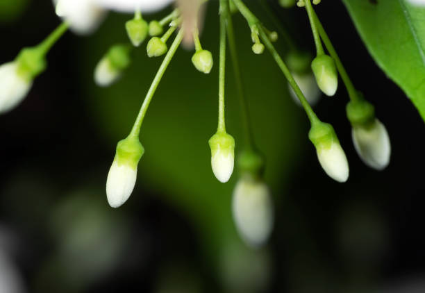Closeup White Flower Buds Isolated on Nature Background