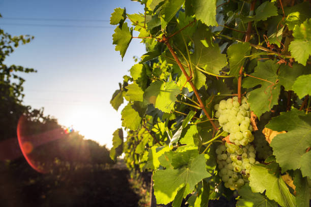 istock White grape of the vineyard in the field 1082326054