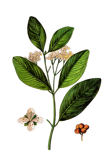 Illustration of a Allspice, also called pimenta, Jamaica pimenta, or myrtle pepper