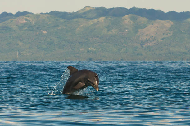 istock Dolphin jumping out of water 1082327926