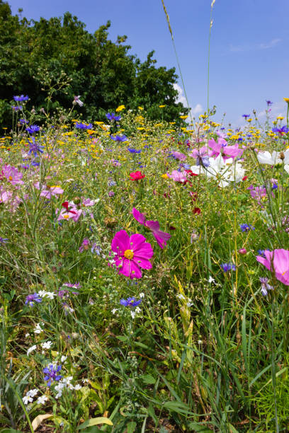 istock colorful flowers in meadow at sunshine summer day 1082329068