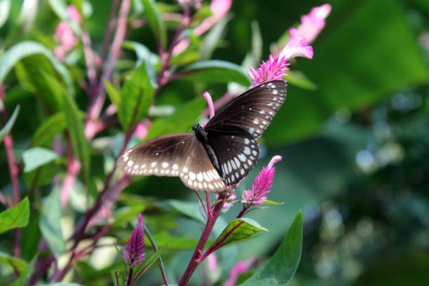 istock Common Indian Crow butterfly (Euploea core) resting on a pink flower 1082331080