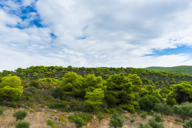 istock Greece, Zakynthos, Intense green pine tree covered nature landscape 1082332082