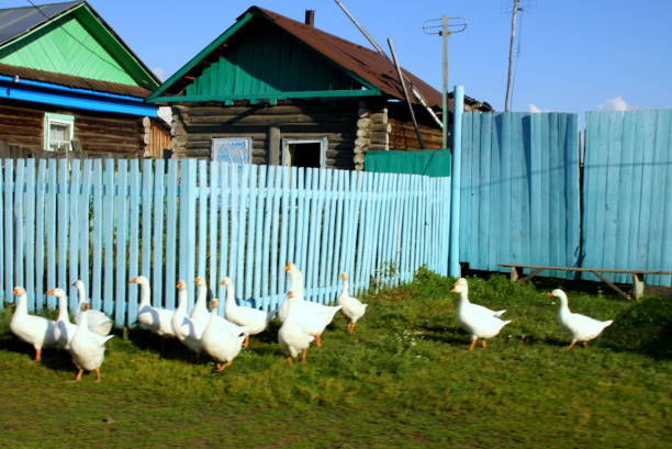 istock Village geese are walking 1082333736