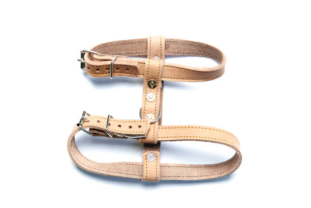 harnais pour chien sur fond blanc. - leather harness photos et images de collection