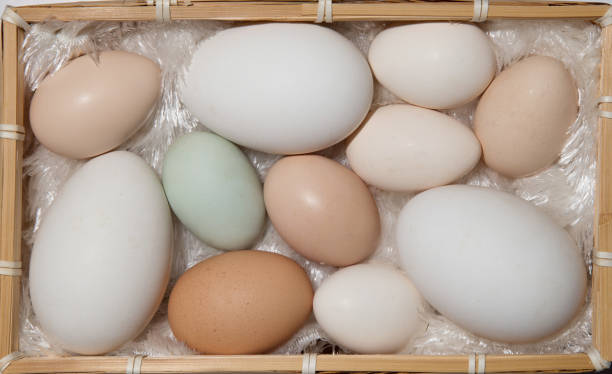 istock A variety of eggs, goose eggs close-up 1082334222