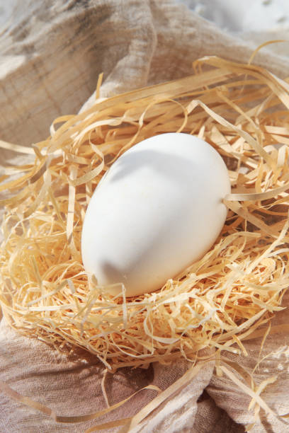 istock A variety of eggs, goose eggs close-up 1082334702