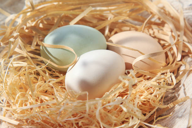 istock A variety of eggs, goose eggs close-up 1082334742