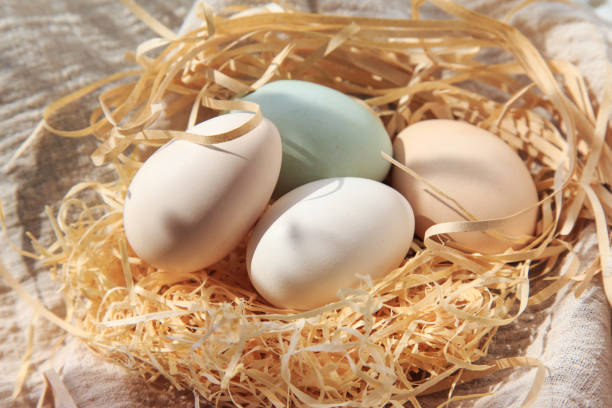 istock A variety of eggs, goose eggs close-up 1082334768
