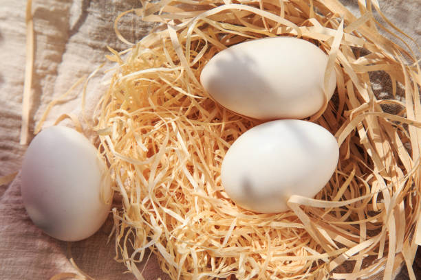 istock A variety of eggs, goose eggs close-up 1082334818