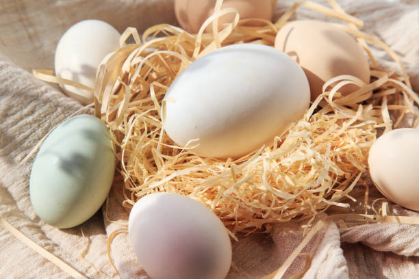 istock A variety of eggs, goose eggs close-up 1082334840