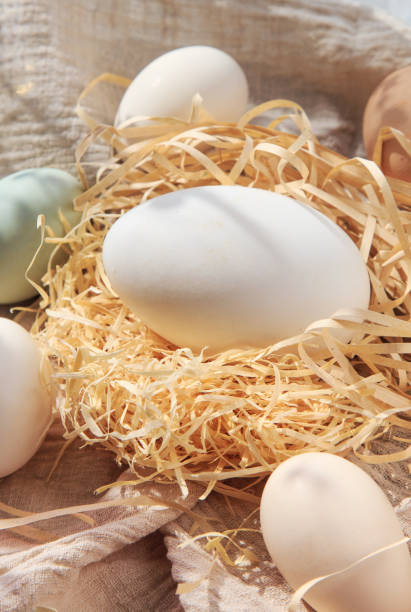 istock A variety of eggs, goose eggs close-up 1082334912