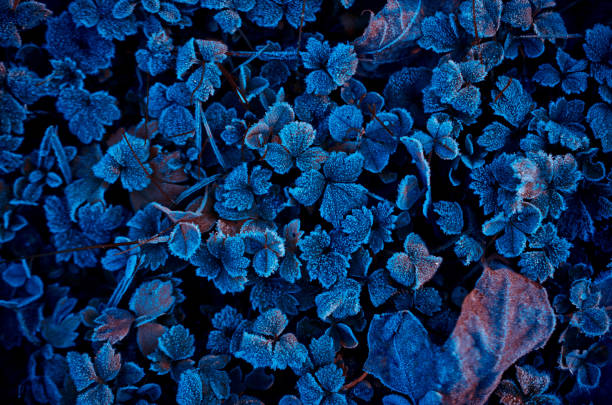 istock Frozen clover plants in winter 1082334918