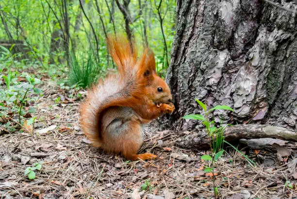 Red squirrel with nut in the forest
