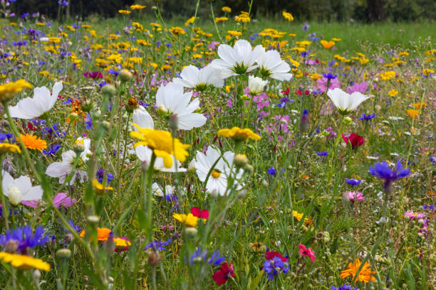 bright colorful flowers in meadow at sunshine summer day stock photo