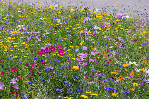bright colorful flowers in meadow at sunshine summer day in south germany countryside near schwaebisch gmuend city