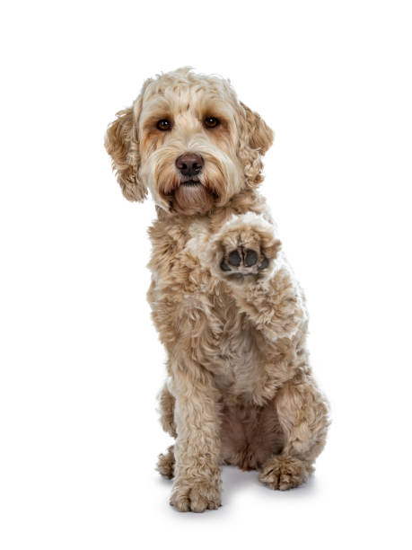 Young adult Golden Labradoodle dog, stitting  facing front, one paw high in air giving high five. Looking at lens with sweet brown eyes and closed mouth. Isolated on white background. Young adult Golden Labradoodle dog on white background. labradoodle stock pictures, royalty-free photos & images