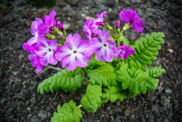 Fresh spring flowers in black ground. Primrose blossom