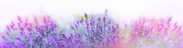 istock Selective and soft focus on lavender flower, beautiful lavender flower in summer 1082342418