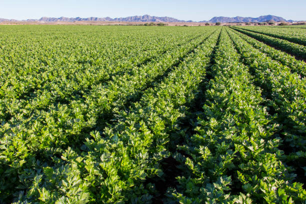 istock celery cultivation with mountain in the background 1082345612