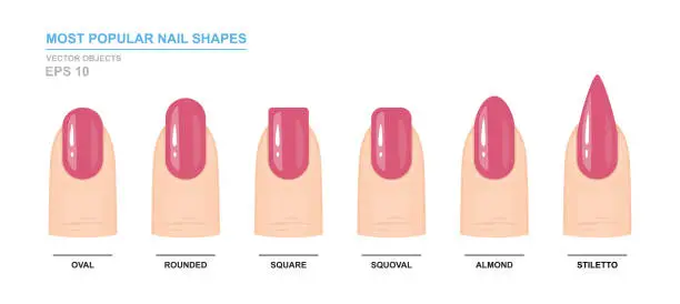 Vector illustration of Most popular nail shapes. Different kinds of nail shapes. Manicure Guide. Vector illustration