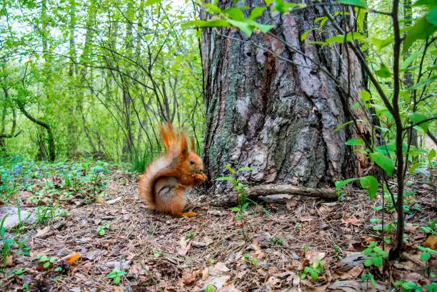 Red squirrel with nut in the forest