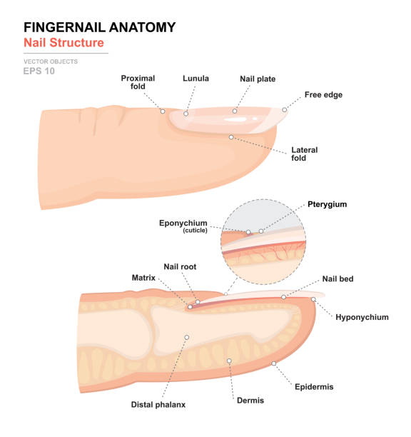 人体の科学。解剖学的訓練ポスター。爪の解剖学.人間の爪の構造。指の断面。側面図です。詳細な医療ベクトル図 - 手の爪点のイラスト素材／クリップアート素材／マンガ素材／アイコン素材