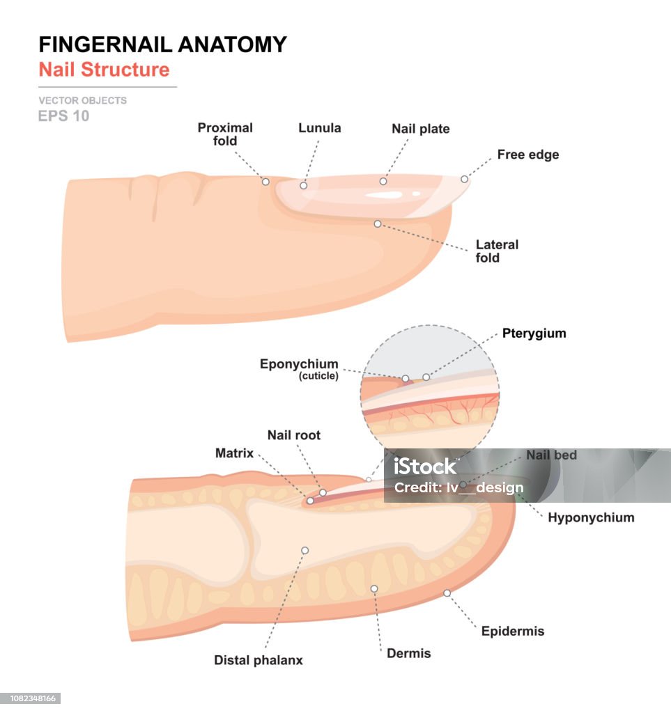 Science Of Human Body Anatomical Training Poster Fingernail Anatomy ...