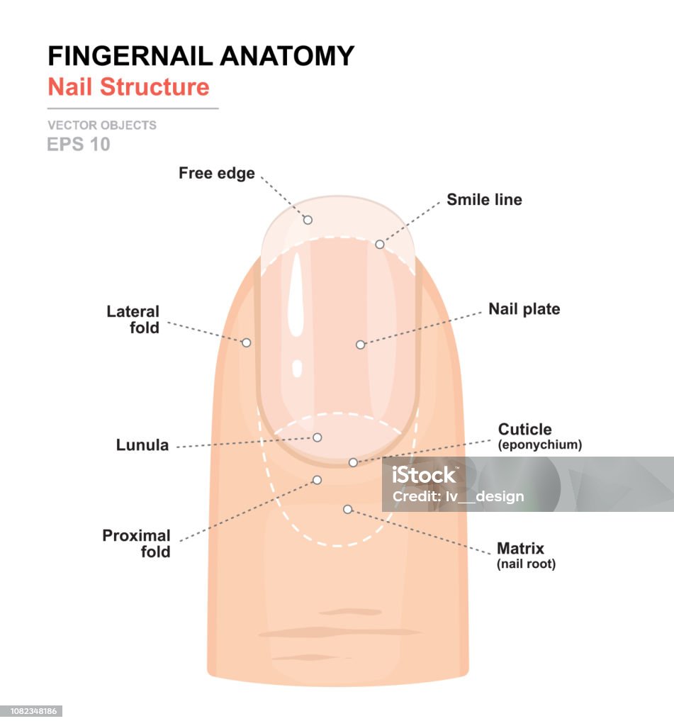 Anatomie de l’ongle. Structure de l’ongle humain. Science du corps humain. Affiche formation anatomique. Illustration vectorielle médical détaillé - clipart vectoriel de Ongle libre de droits