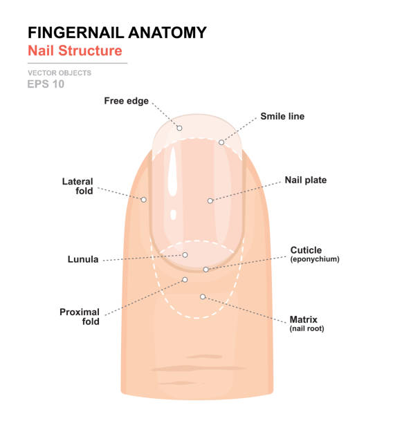 Fingernail Anatomy. Structure of human nail. Science of human body. Anatomical training poster. Detailed medical vector illustration Fingernail Anatomy. Structure of human nail. Science of human body. Anatomical training poster. Detailed medical vector illustration fingernail stock illustrations