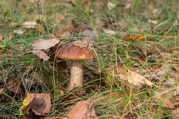 istock Close up view of brown cap boletus growing in forest. 1082348210