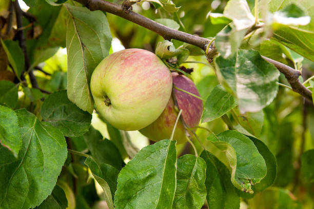 istock Shiny delicious apples hanging from a tree branch in an apple orchard. 1082349620