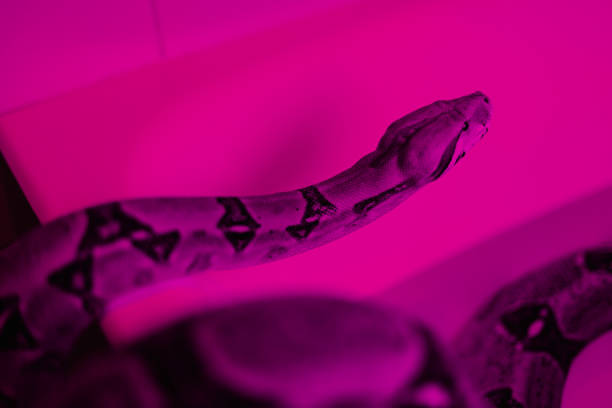 serpent dans la salle de bain - passion people love sensuality photos et images de collection