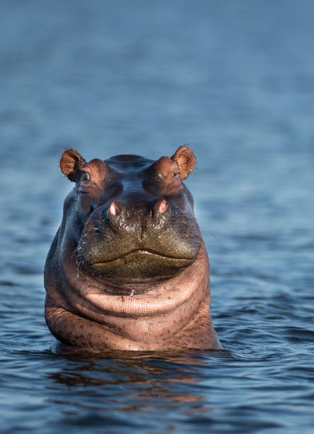 friendly hippo stock photo