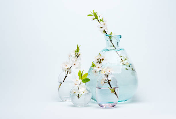 Spring flowers: branches of japanese quince in vase