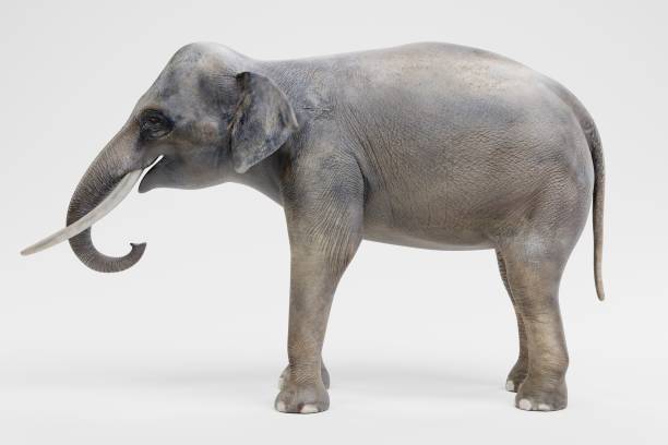 istock Realistic 3D Render of Asian Elephant - Male 1082351600