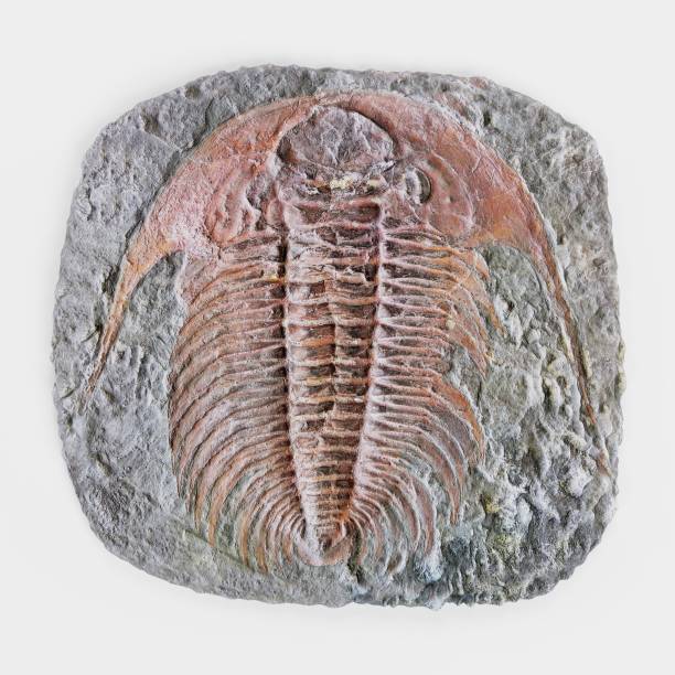 istock Realistic 3D Render of Trilobite Fossil 1082352994