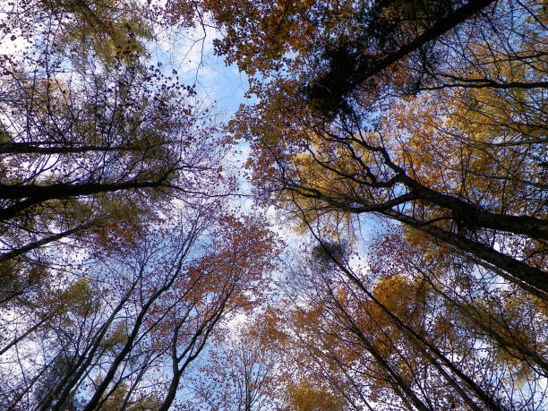 istock Forest, autumnal trees against blue sky nature background. 1082354052