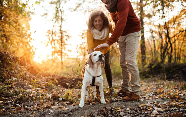 楽しんで、夕暮れ時の秋の自然の中の犬とシニア カップル。 - senior adult fun autumn senior couple ストックフォトと画像