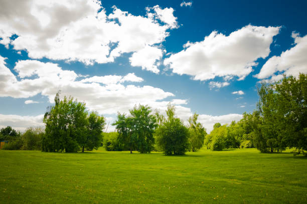 istock Green trees in beautiful park 1082356908