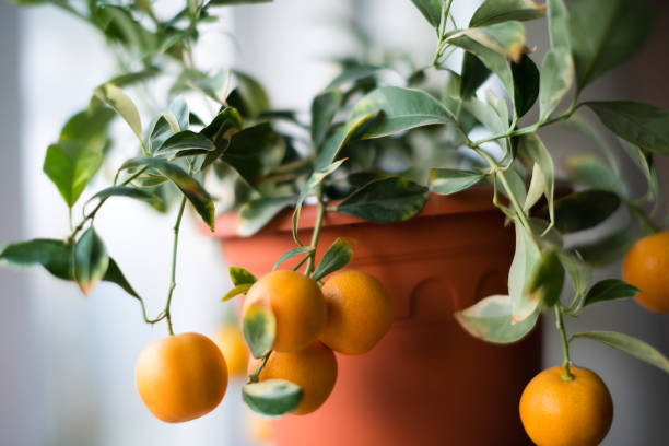 istock Calamondin in flowerpot 1082356916