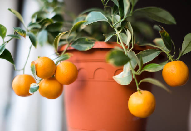istock Calamondin in flowerpot 1082356930