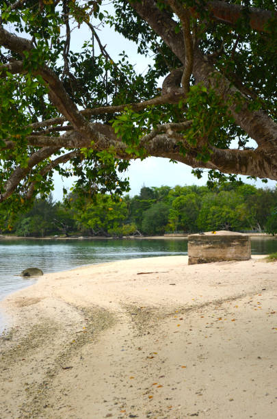 istock An enormous tree growing over a tranquil beach. 1082357078