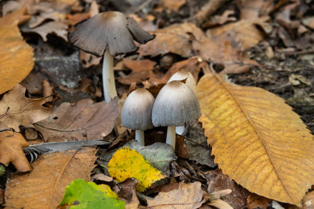 Common Inky Cap Mushrooms Fruiting in Autumn Common inky cap (Coprinopsis atramentaria) fruiting in autumn. psathyrellaceae stock pictures, royalty-free photos & images