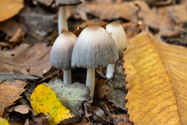 Common Inky Cap Mushrooms Fruiting in Autumn Common inky cap (Coprinopsis atramentaria) fruiting in autumn. psathyrellaceae stock pictures, royalty-free photos & images