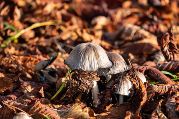 Common Inky Cap Mushrooms Fruiting in Autumn Common inky cap (Coprinopsis atramentaria) fruiting in autumn. psathyrellaceae stock pictures, royalty-free photos & images