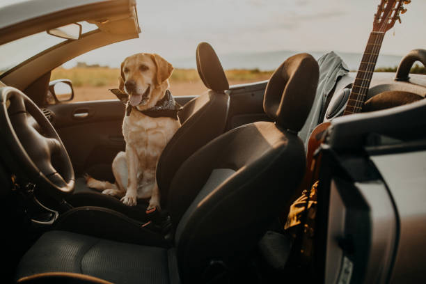 istock Dog in a convertible 1082359850