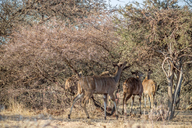 istock Greater Kudu standing under thorny Bushveld Tree 1082361832